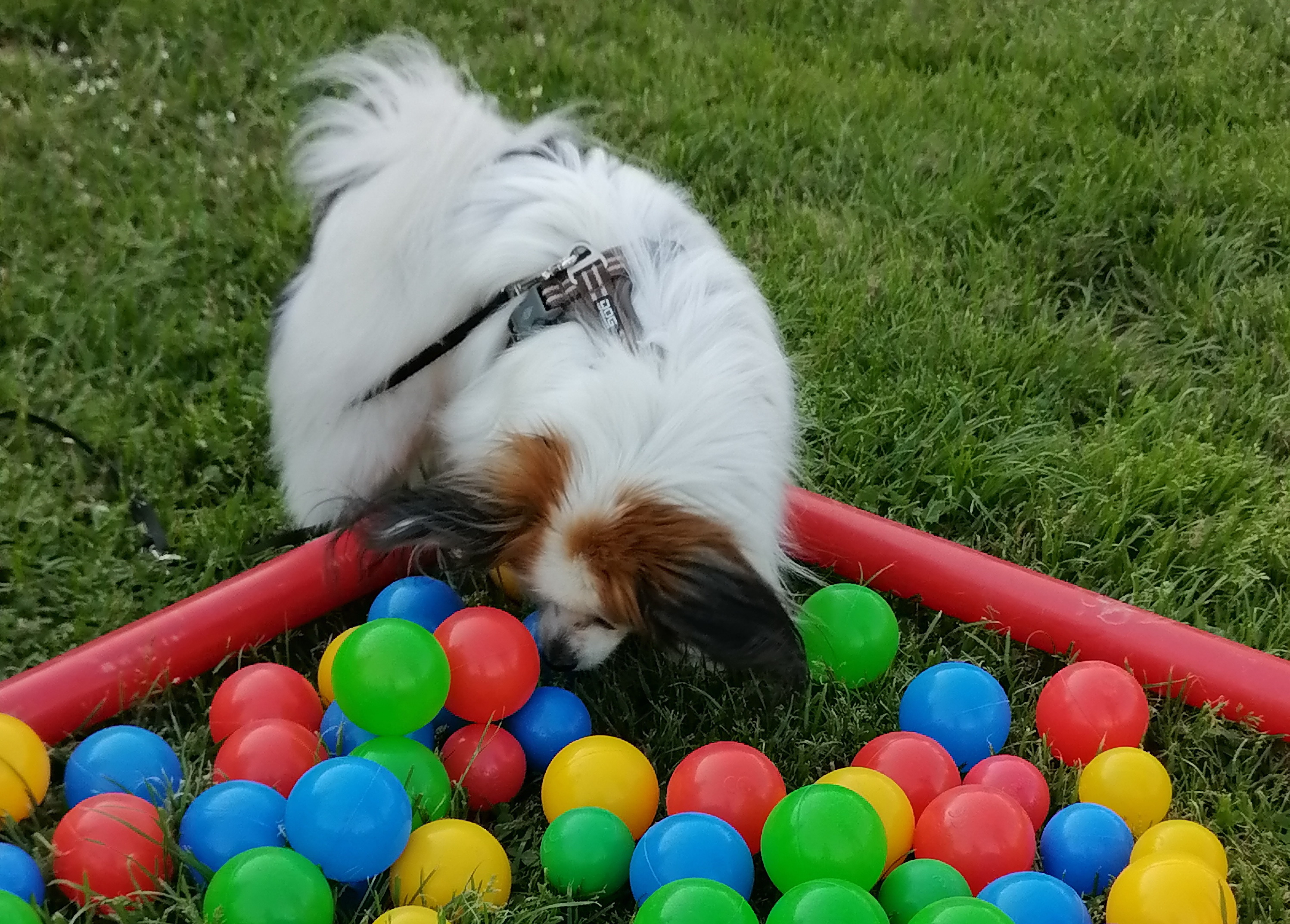 schnueffel